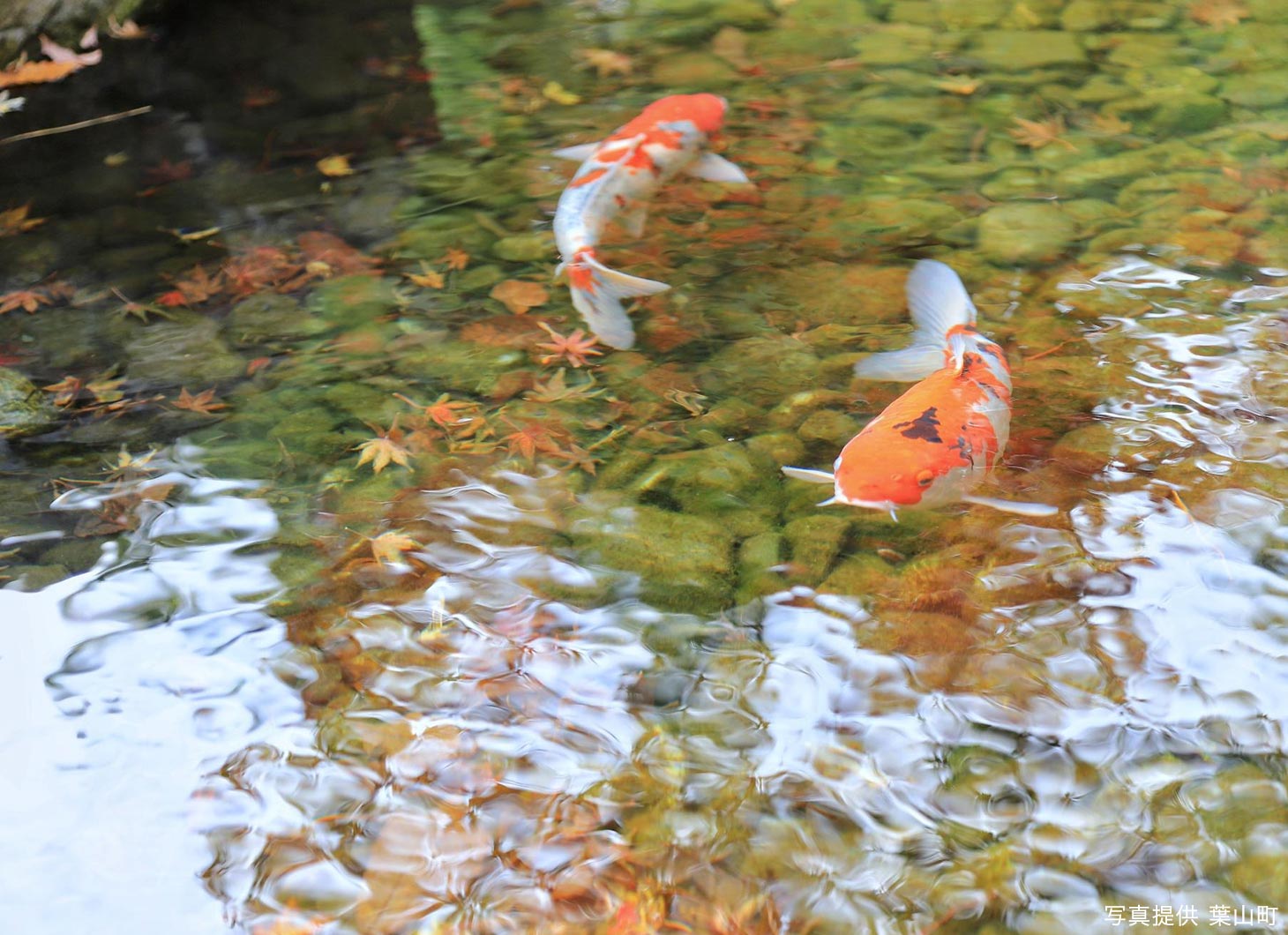 葉山しおさい公園にある日本庭園にいる錦鯉　写真提供：葉山町